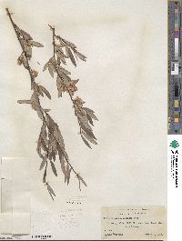 Salix geyeriana subsp. argentea image