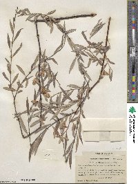 Salix geyeriana subsp. argentea image