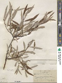 Salix geyeriana subsp. argentea image