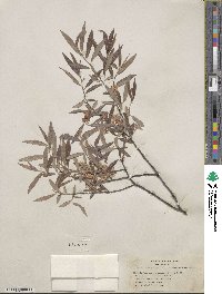 Salix geyeriana subsp. argentea image