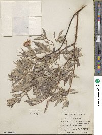 Salix geyeriana subsp. argentea image