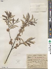 Salix geyeriana subsp. argentea image