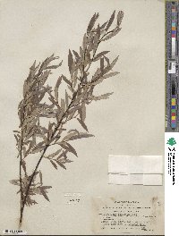 Salix geyeriana subsp. argentea image