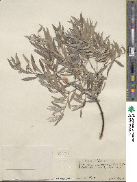 Salix geyeriana subsp. argentea image