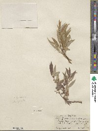 Salix geyeriana subsp. argentea image