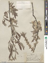 Salix geyeriana subsp. argentea image