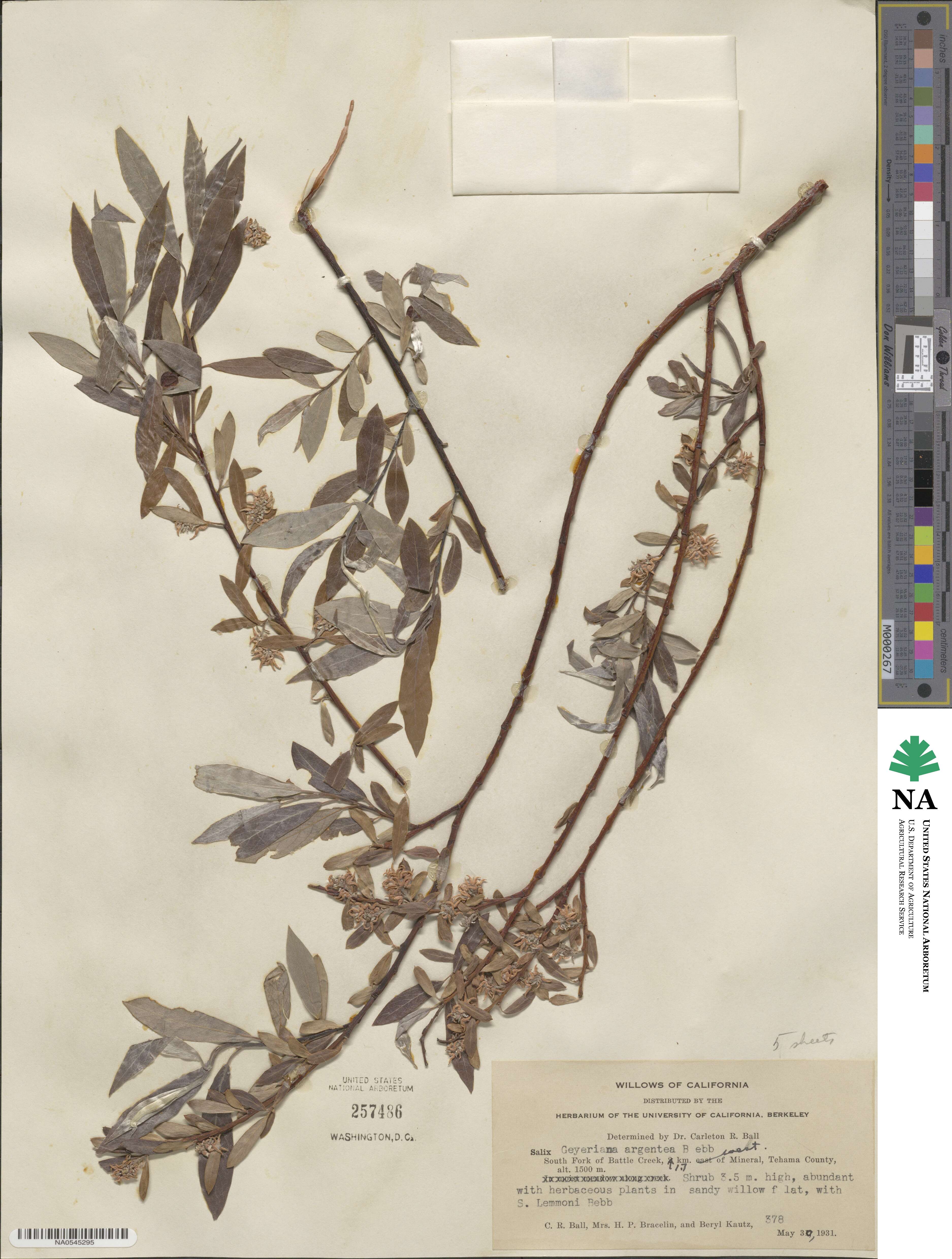 Salix geyeriana subsp. argentea image