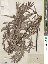 Salix geyeriana subsp. argentea image