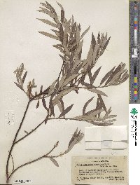 Salix geyeriana subsp. argentea image