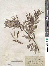 Salix geyeriana subsp. argentea image