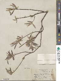 Salix geyeriana subsp. argentea image