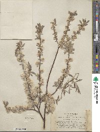 Salix geyeriana subsp. argentea image