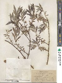 Salix geyeriana image