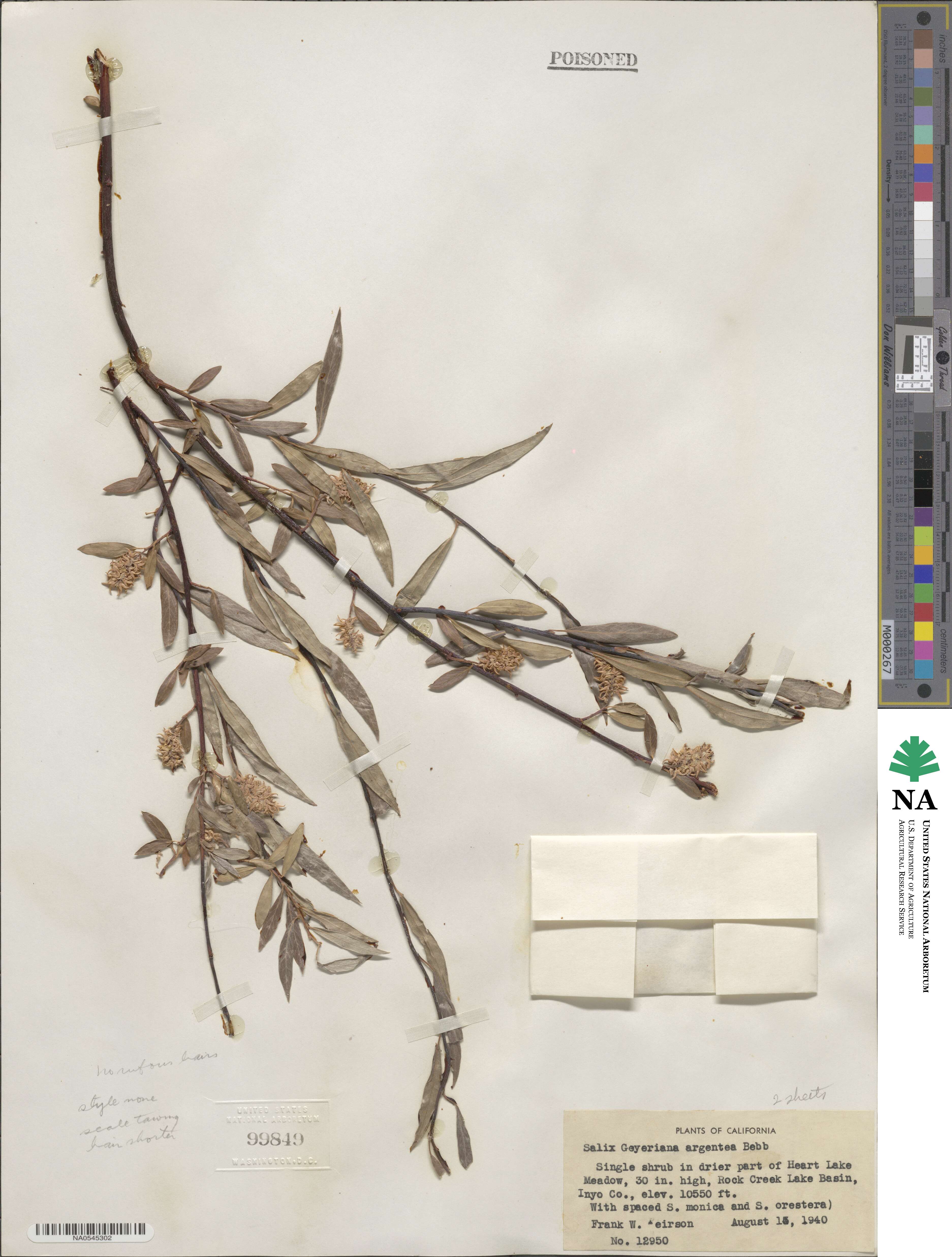 Salix geyeriana subsp. argentea image