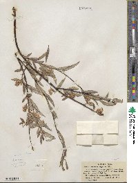 Salix geyeriana subsp. argentea image