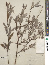 Salix geyeriana subsp. argentea image