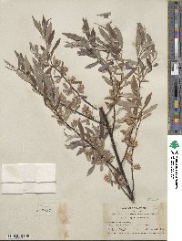 Salix geyeriana subsp. argentea image