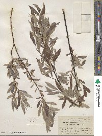 Salix geyeriana subsp. argentea image