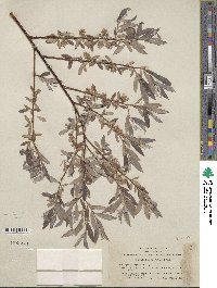 Salix geyeriana subsp. argentea image