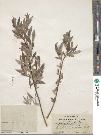 Salix geyeriana subsp. argentea image