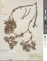 Salix geyeriana image