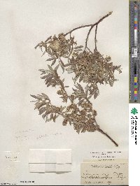 Salix geyeriana image