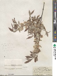 Salix geyeriana image