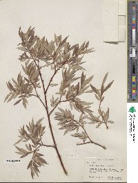 Salix geyeriana image