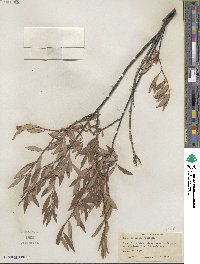 Salix geyeriana image