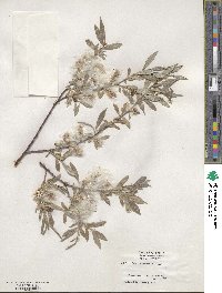 Salix geyeriana image