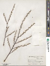 Salix geyeriana image