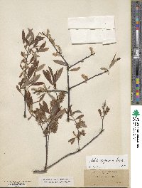 Salix geyeriana image