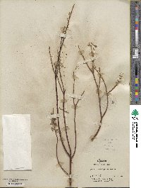 Salix geyeriana image