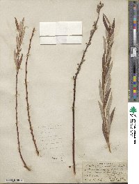 Salix geyeriana image