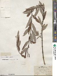 Salix geyeriana image