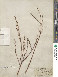 Salix geyeriana image