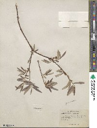 Salix geyeriana image