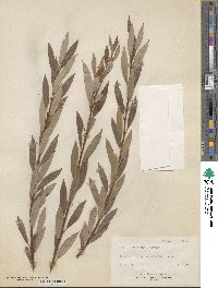 Salix geyeriana image