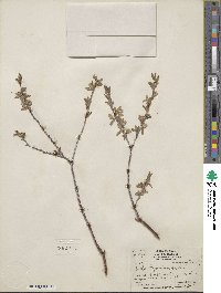 Salix geyeriana image