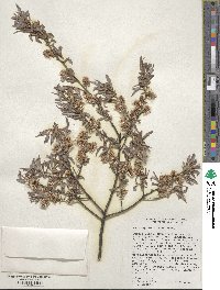 Salix geyeriana image