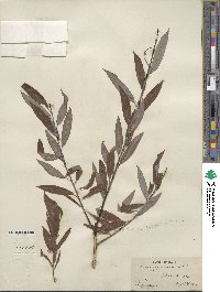 Salix geyeriana image