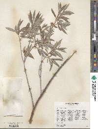 Salix geyeriana image