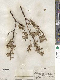 Salix geyeriana image