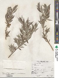 Salix geyeriana image