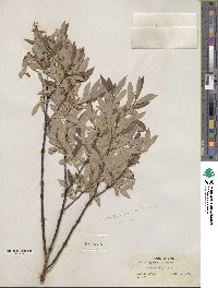 Salix geyeriana image