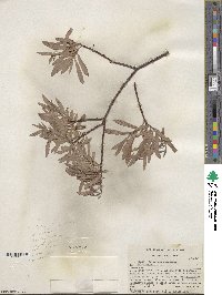 Salix geyeriana image