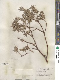 Salix geyeriana image