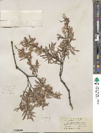 Salix geyeriana image