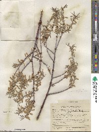 Salix geyeriana image