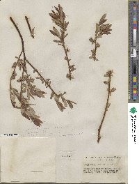 Salix geyeriana image